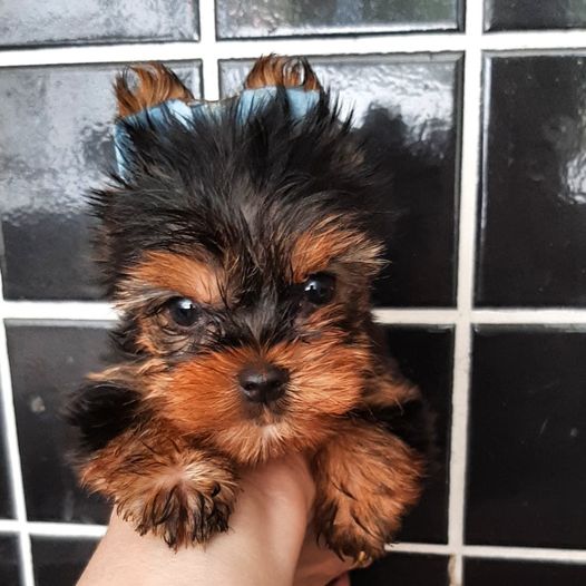 Virgínia (Salvador)