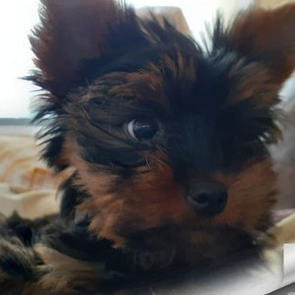 Silvana Reys Leal Góes