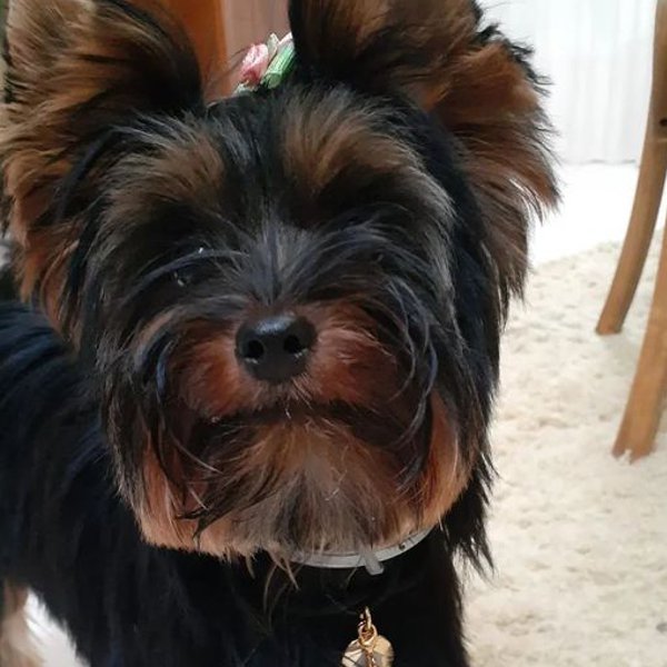 Silvana Reys Leal Góes