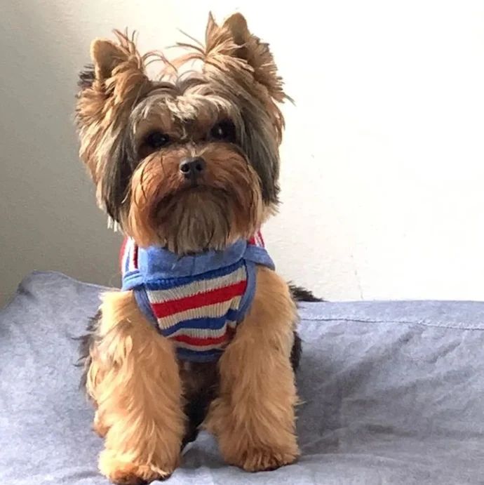 Bartira Meira Nagado