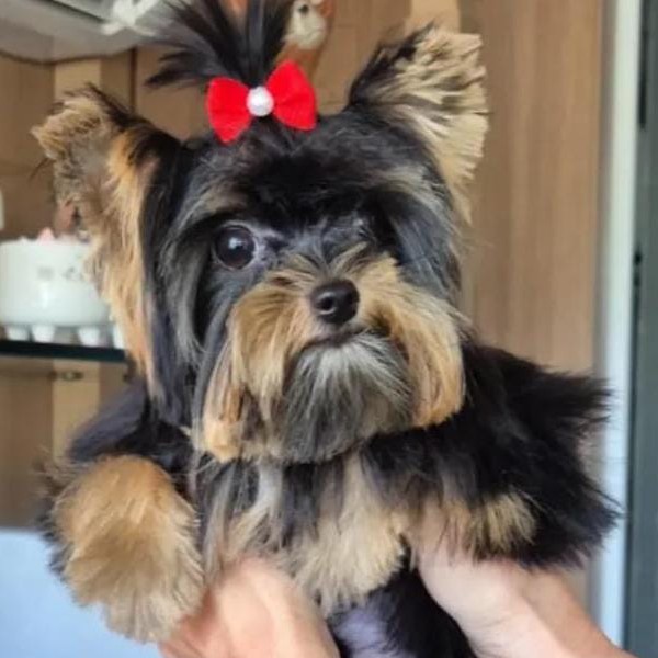 Carlos  Barra da Tijuca RJ